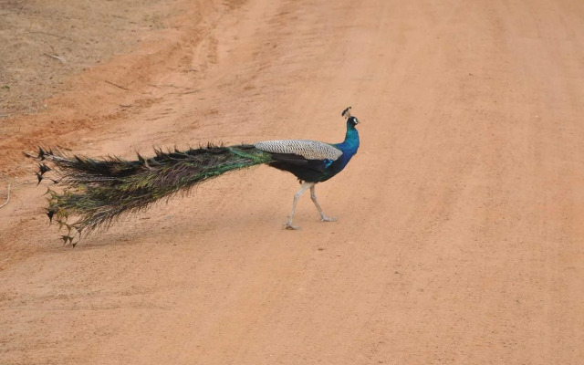 Yala Bear Safari Camp Tents
