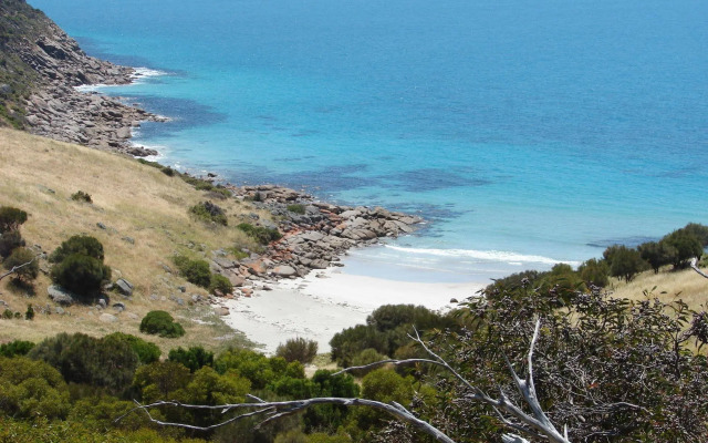Sea Dragon Kangaroo Island