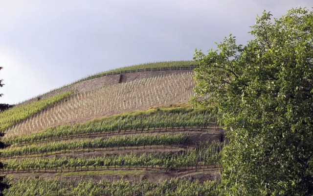 Weingut Sonnenberg