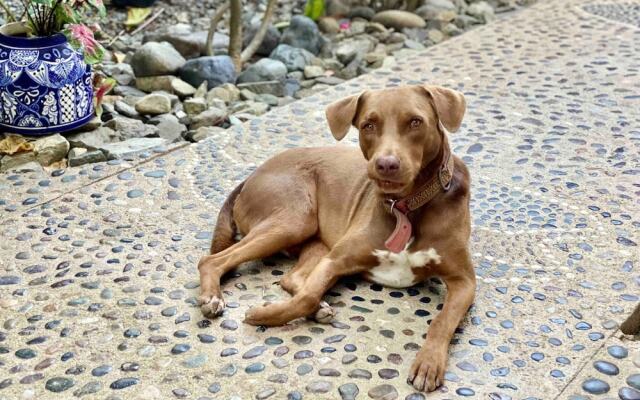 Villa Palomas A Unos Pasos De Playa La Ropa
