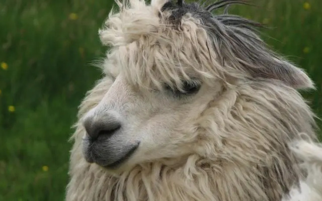Clondanagh Cottage and Farm-on-the-Lake