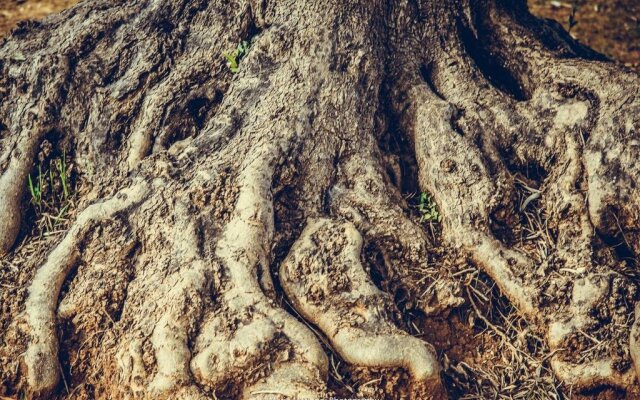 Lichiantidde Home & Breakfast