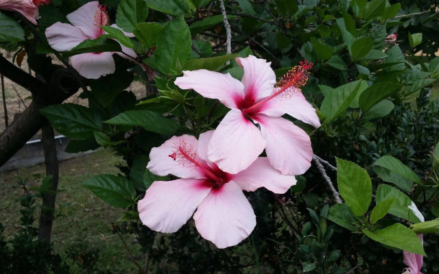 Villa Hibiscus