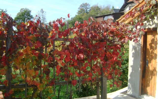 Vineyard cottage Med vinogradi
