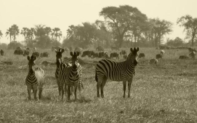 Muchenje Campsite  Cottages