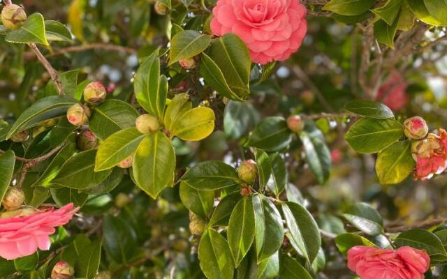 Villa Manzo-Pompei Vesuvius holiday house