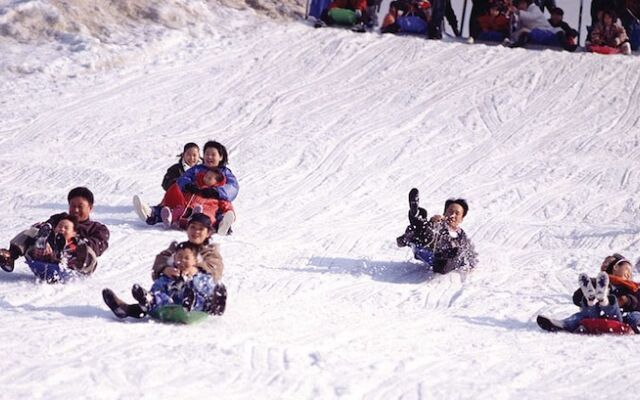 Forest of Morning Calm