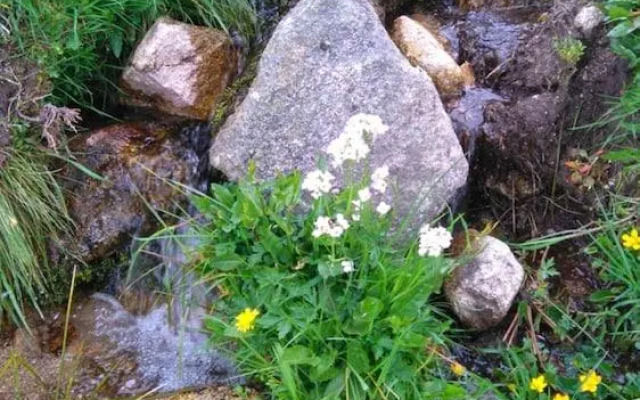 VVF Club Intense La Route des Vins d'Alsace Orbey