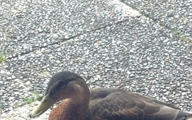 Schaalseehobbit Modern Retreat