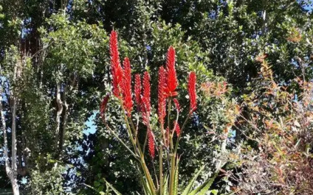 Winterson en Somerkoelte