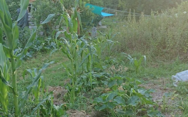 La Piraterie des Galinoux