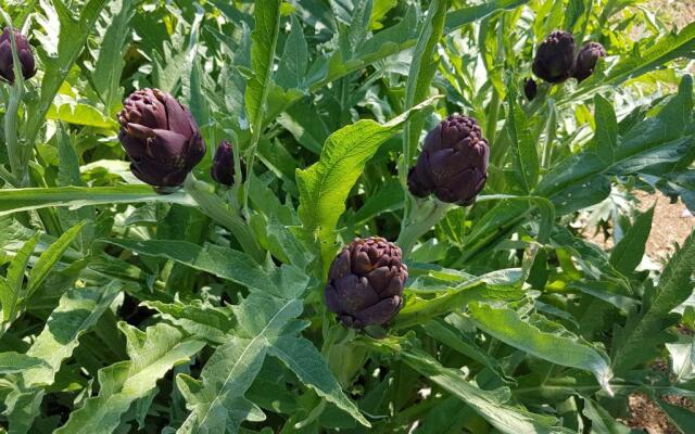 Hotel Restaurant Le Lingousto