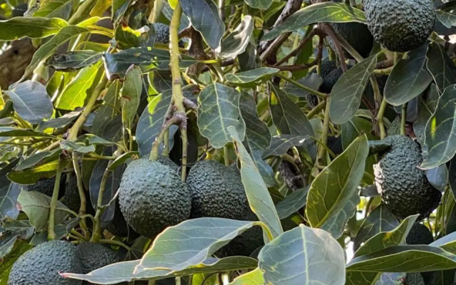 Tijarafe 1