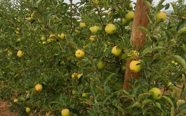 Quinta Do Acipreste (Antiga Quinta Da Torre)