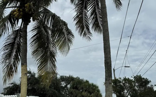 Safari Wynwood