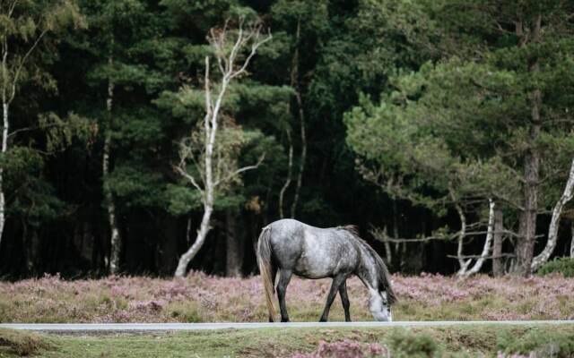 New Forest Lodge