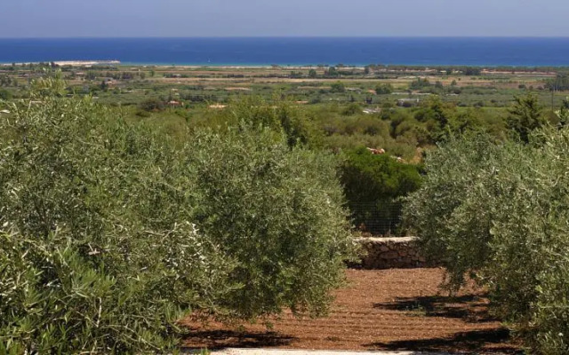 Holiday Olive Trees
