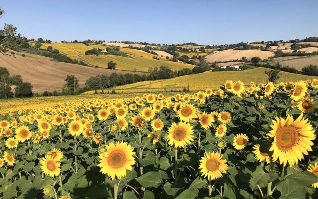 Casale Villasofia Senigallia - il Gelso