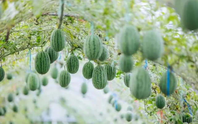 Yunqiju · Moganshan Guesthouse (Firefly Base)