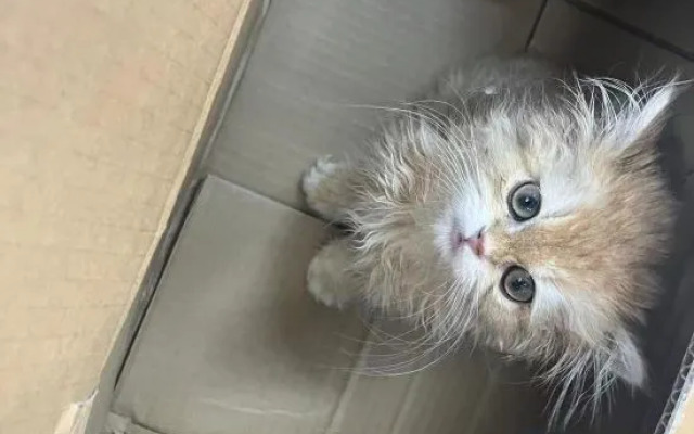 Sanya Homestay (Cangqiao Straight Street)