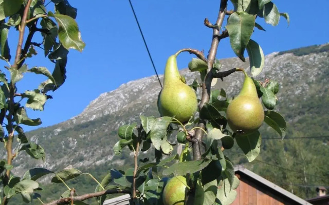 Tourist Farm Žvanč