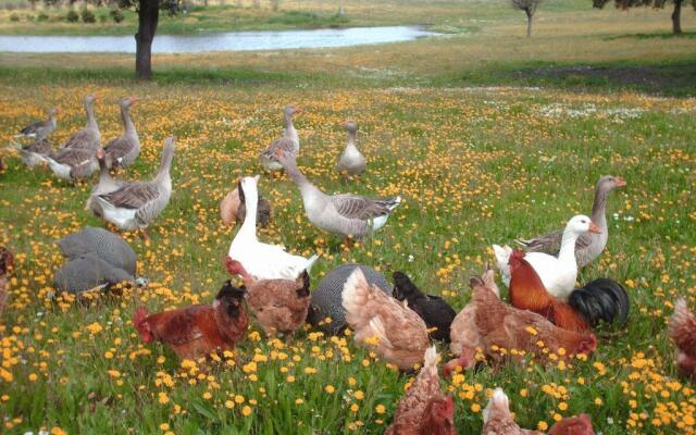 Agro-Turismo Monte Da Galega