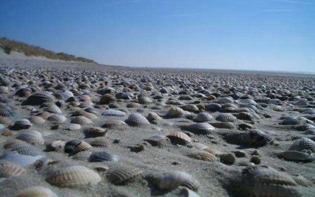 Klabautermann Maywald