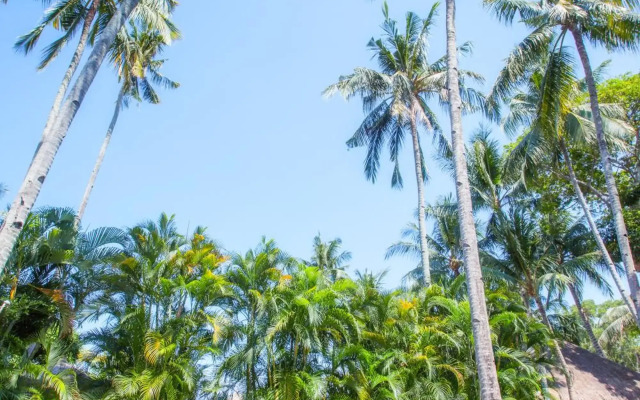 Pura Vida Beach & Dive Resort