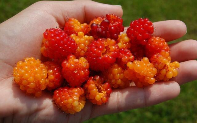 Squawking Raven B and B