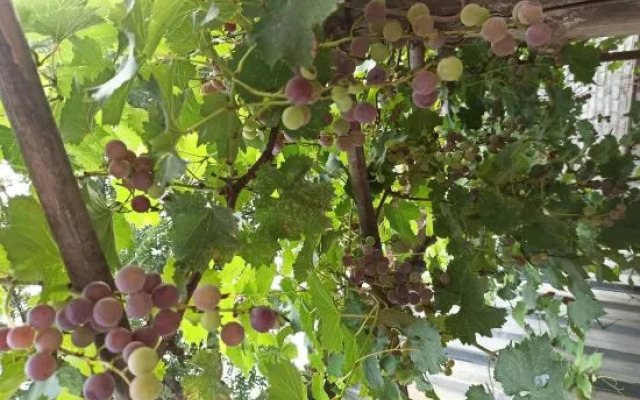 Shidu Rural Impression Farm House