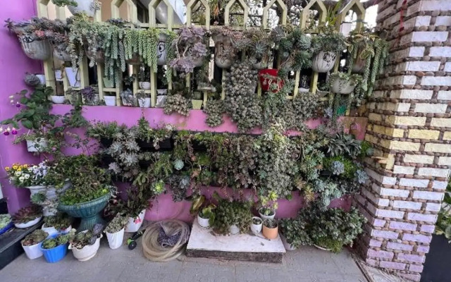 Selena Dalat Homestay