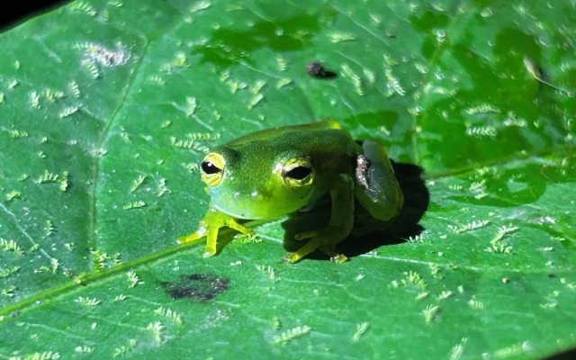 Rio Agujitas Eco Farm Hostel and Tours