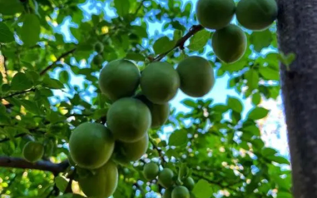 ZeytinDagi Bungalow Butik Otel