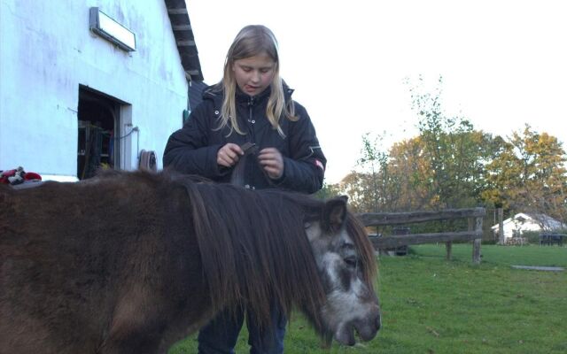 Stutteri Skandi Hest