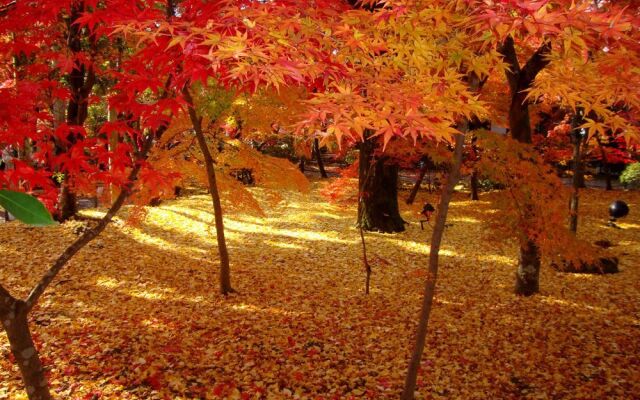 Kyoto Stay SAKURA Toji West 2