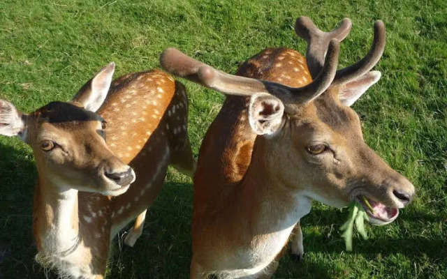 Waldgasthof & Hotel Am Sauwald