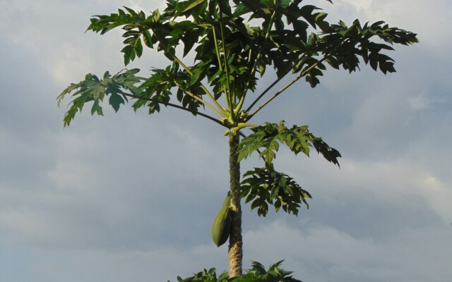 Residêncial Tamarindos