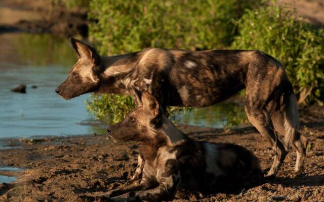 Inyati Game Lodge