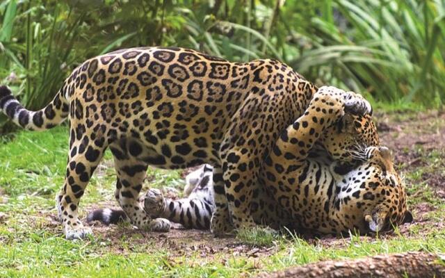 Appartements Résidence L'Estran