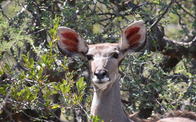 Tshukudu Game Lodge