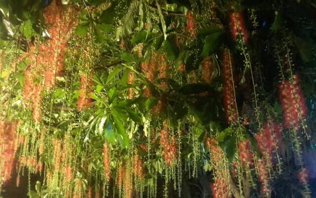 Huong sen homestay