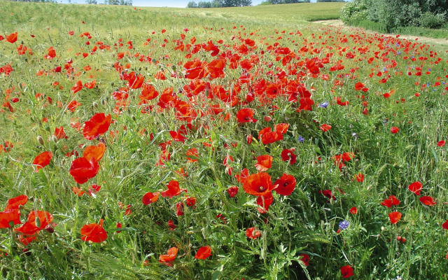 Holiday Home, Plau am See