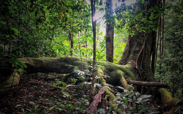 El Remanso Rainforest Lodge