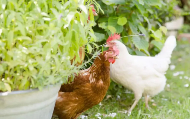 Plaatsje in het Mesnerhuis