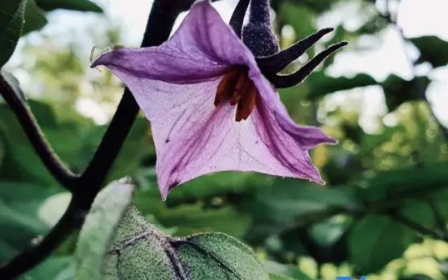Xishan Haraju Vanilla Forest Wentang Meisu (Moganshan Resort)