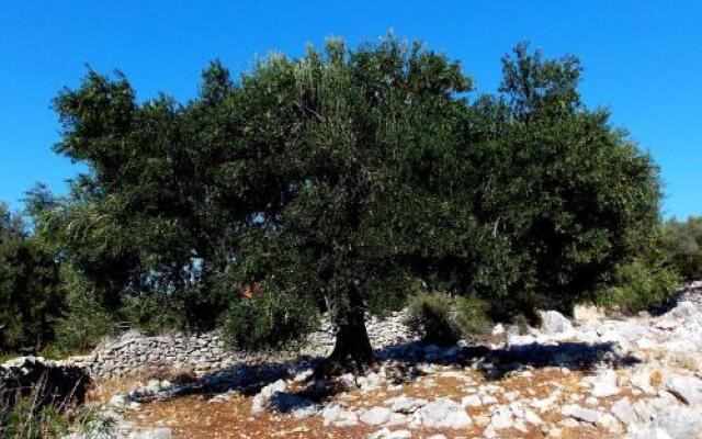 Apartment Olive House Rab