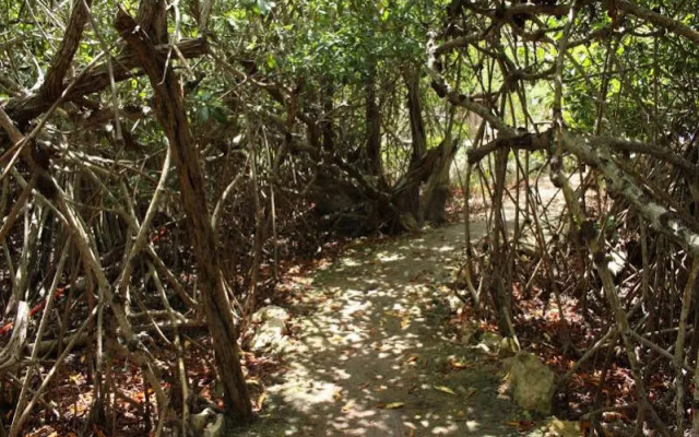 Maya Cabanas & Cenote Tulum