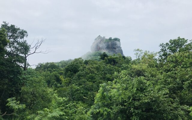 Hungry Lion Sigiriya