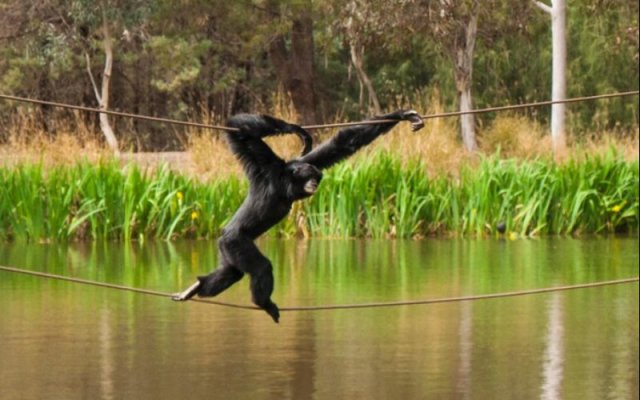 Billabong Camp, Taronga Western Plains Zoo