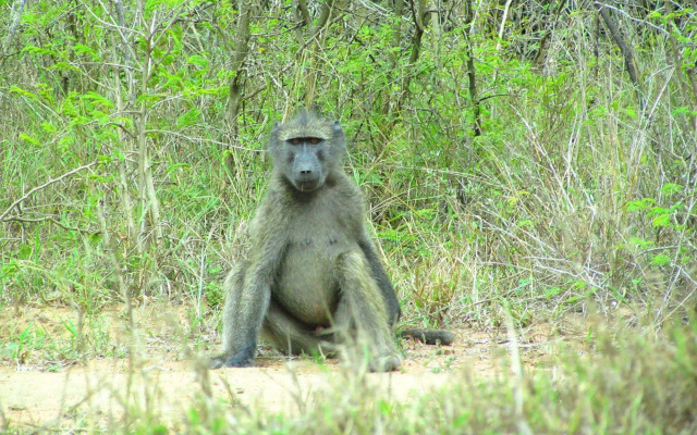 Royal Thonga Safari Lodge